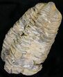 Calymene Trilobite From Morocco - Large Size #17897-1